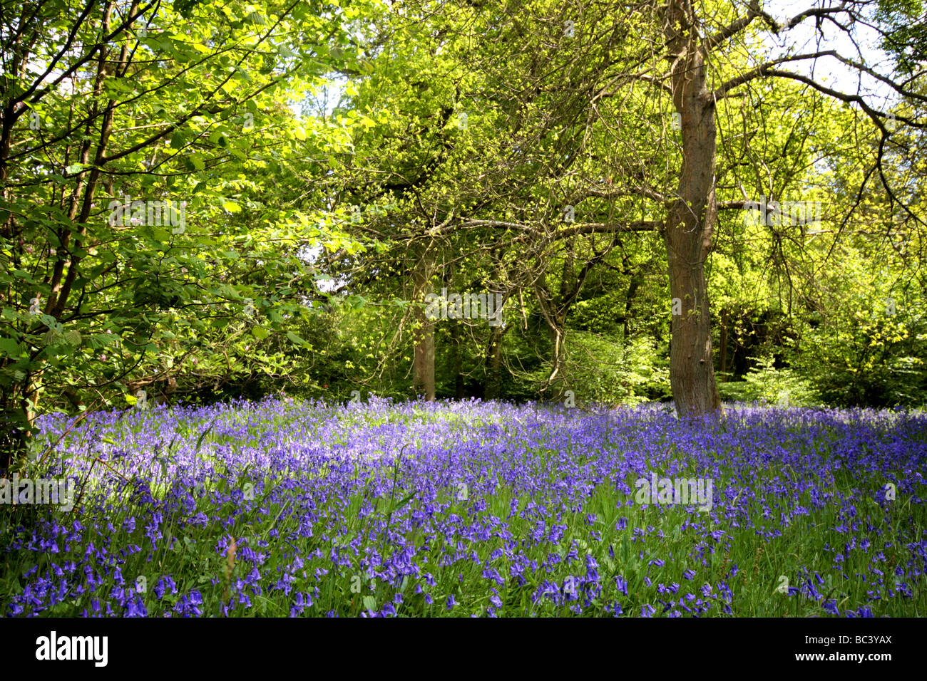 Blue Bells boschi, Surrey Foto Stock