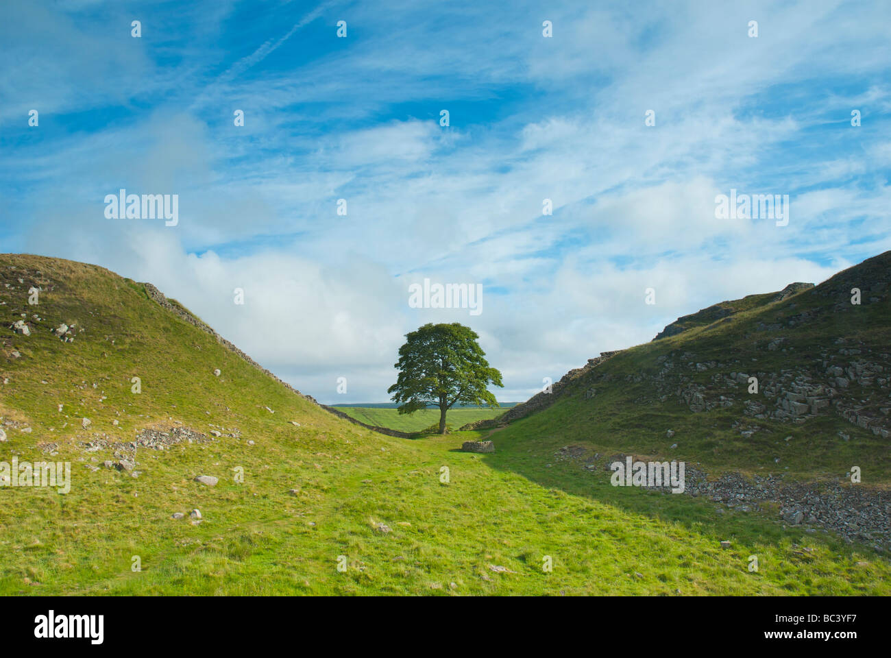 Gap di sicomoro, il vallo di Adriano a Rigg in acciaio, Northumberland, England Regno Unito Foto Stock