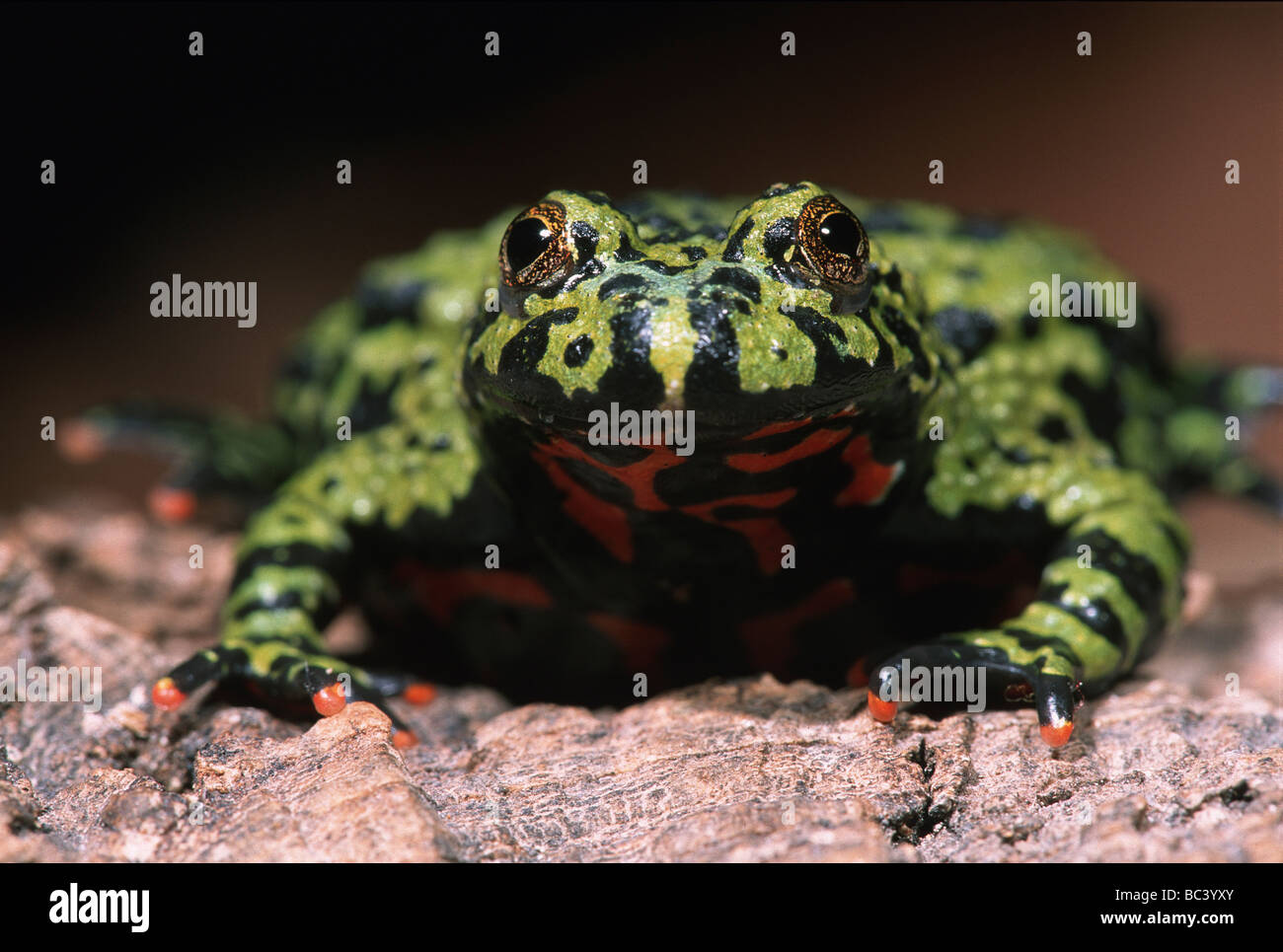 Oriental Firebellied Toad, Bombina orientalis Foto Stock