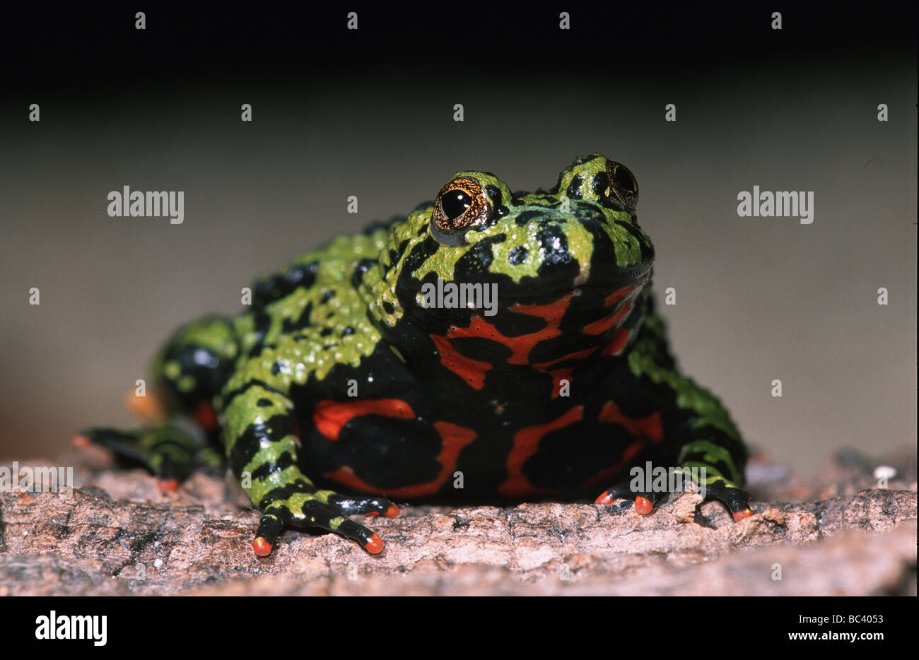 Oriental Firebellied Toad, Bombina orientalis Foto Stock