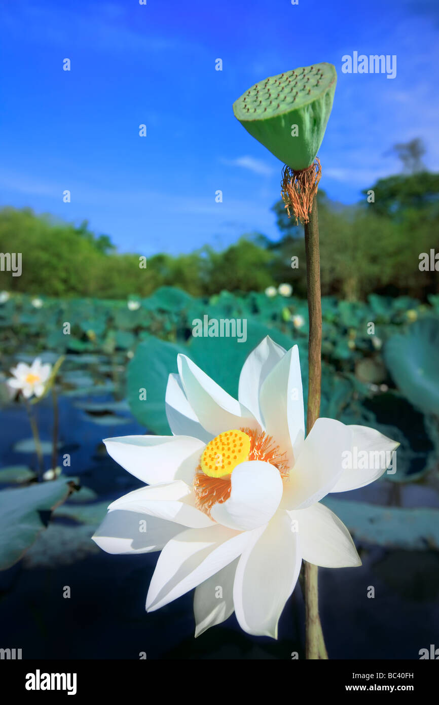 Beaautiful fiore di loto nel lago a giornata di sole Foto Stock