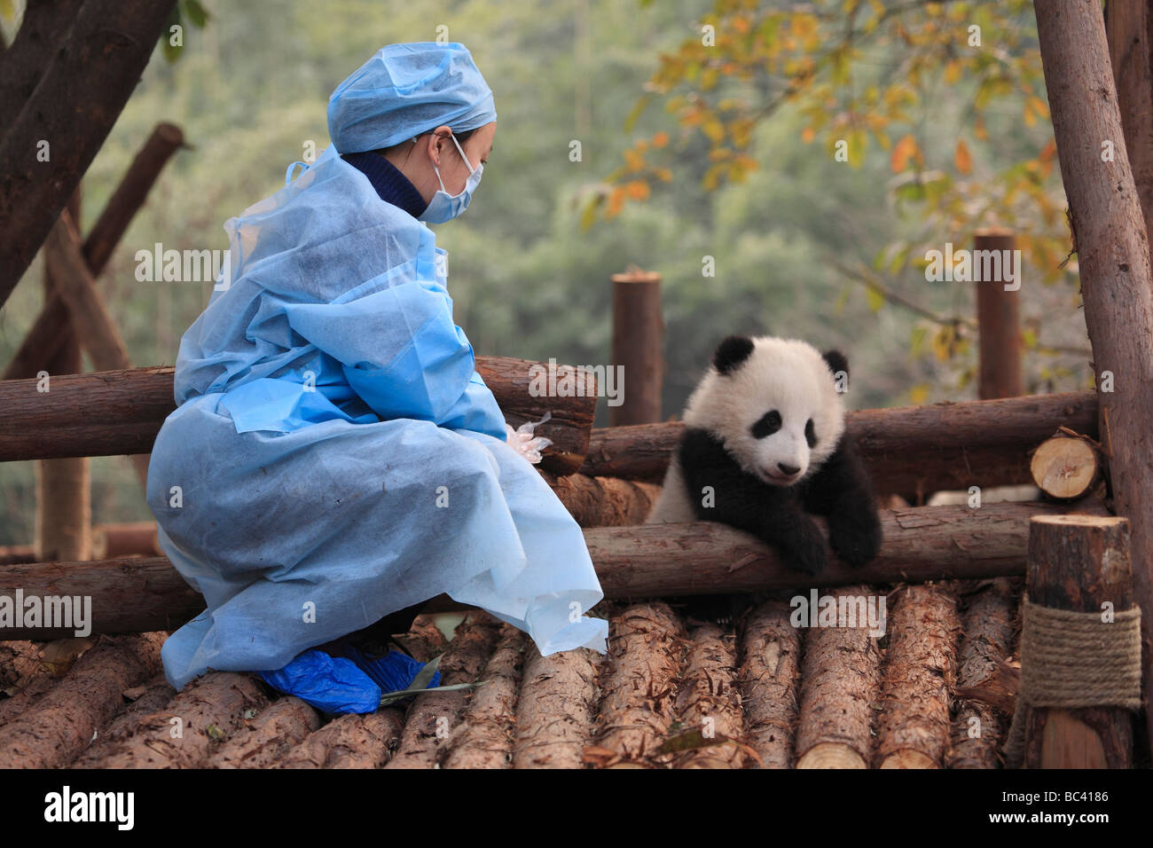 Panda gigante baby con il detentore a Chengdu panda centro, nella provincia di Sichuan, in Cina Foto Stock