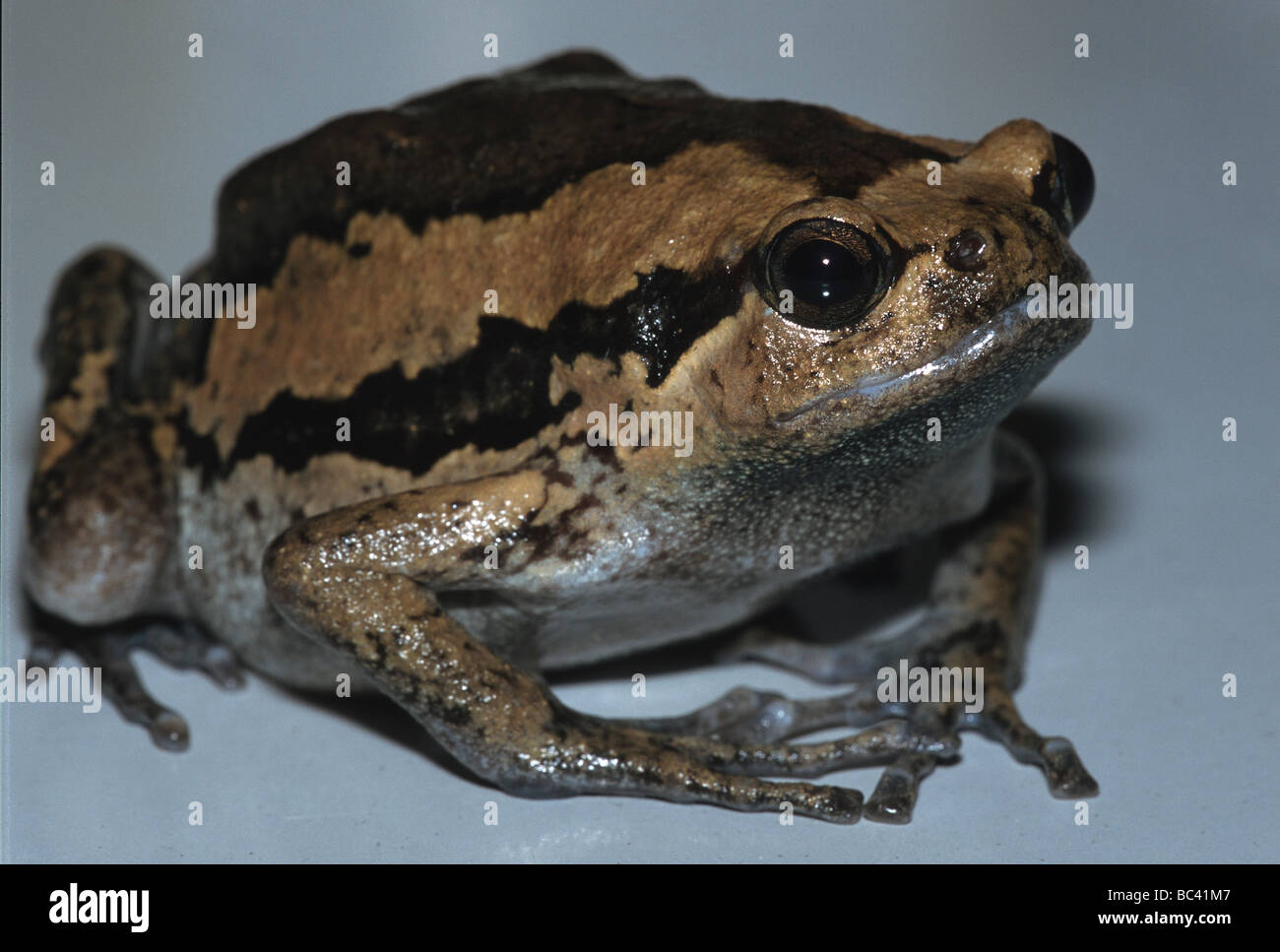 Stretto malese a bocca di lupo Toad Kaloula pulchra Foto Stock