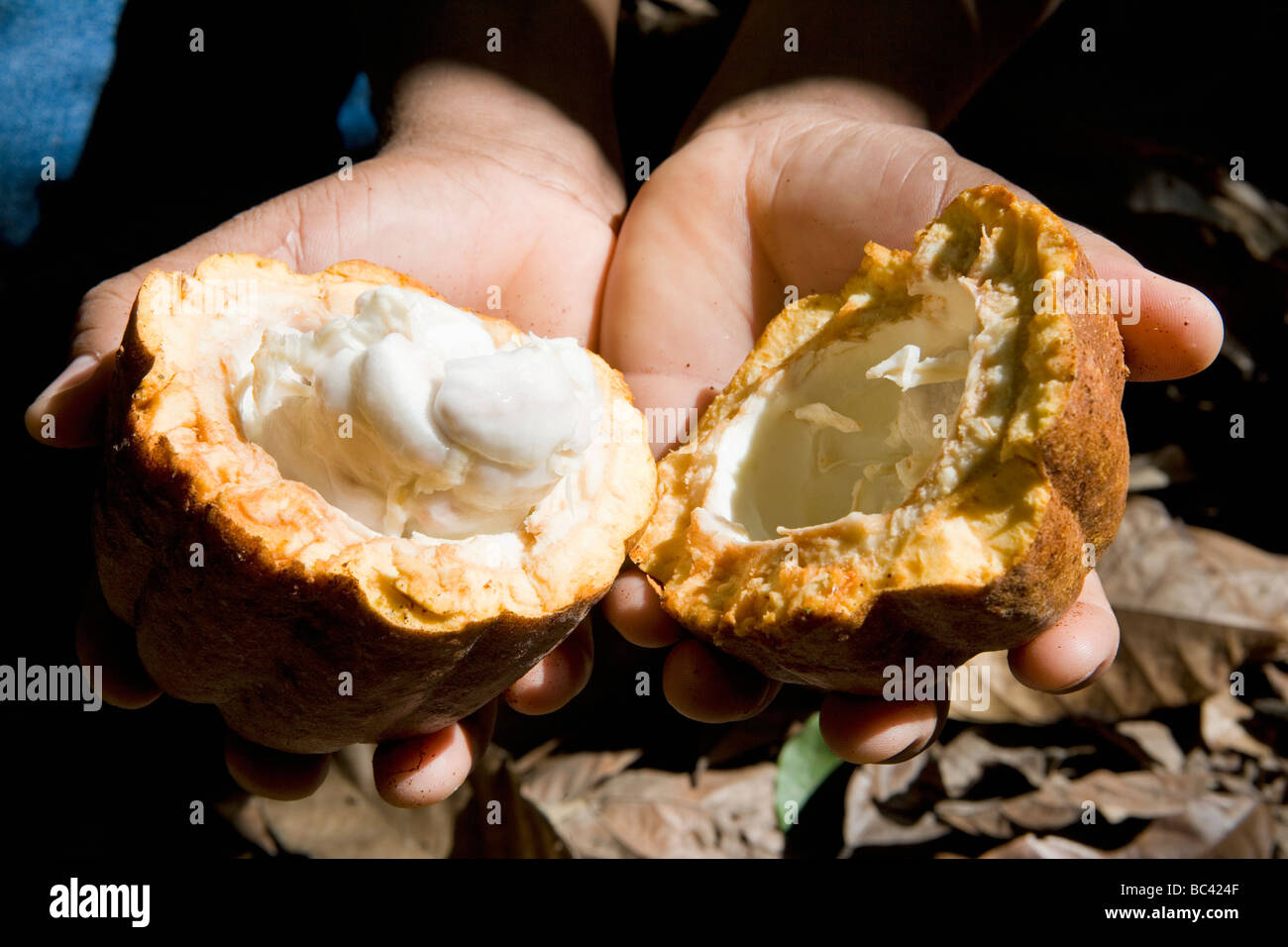 Repubblica Dominicana - Centro - Il Cibao - Moka - Cacao Foto Stock