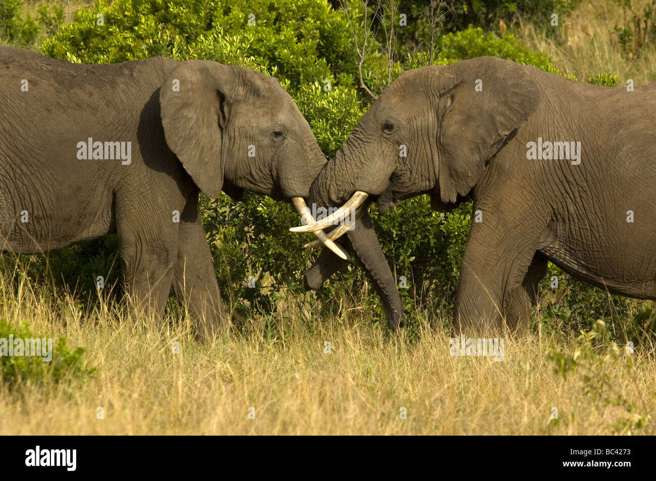 Gli elefanti saluto ogni altro, Masai Mara Game Reserve, Kenya Foto Stock