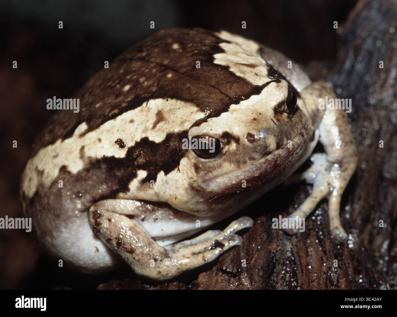 Stretto malese a bocca di lupo Toad Kaloula pulchra Foto Stock