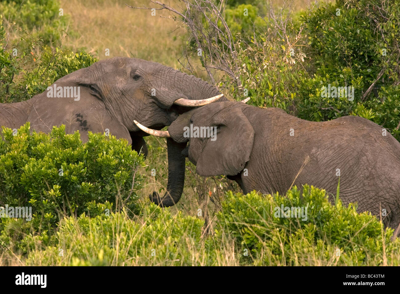 Gli elefanti saluto ogni altro, Masai Mara Game Reserve, Kenya Foto Stock