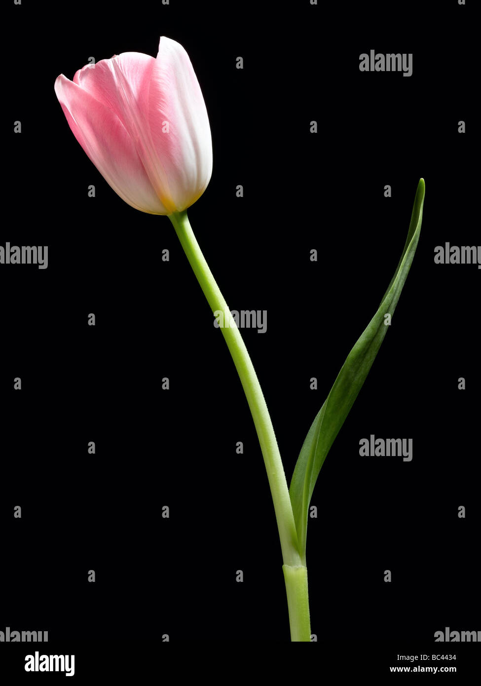 tulipano Foto Stock