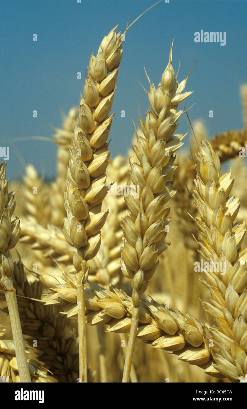 Mature spighe di grano dorato al tempo del raccolto Foto Stock