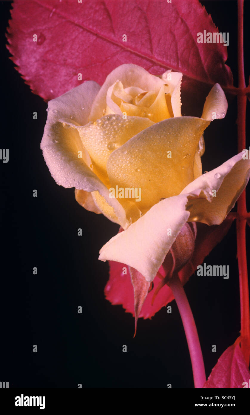 Una rosa rossa fiore e foglie fotografato in falso colore infra red film utilizzato per il rilevamento a distanza Foto Stock