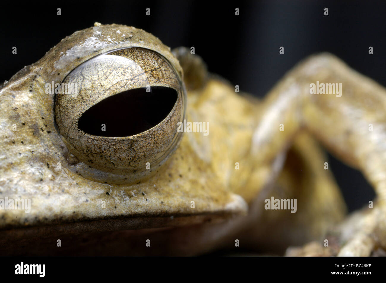 File-eared raganella, Polypedates otilophus Foto Stock