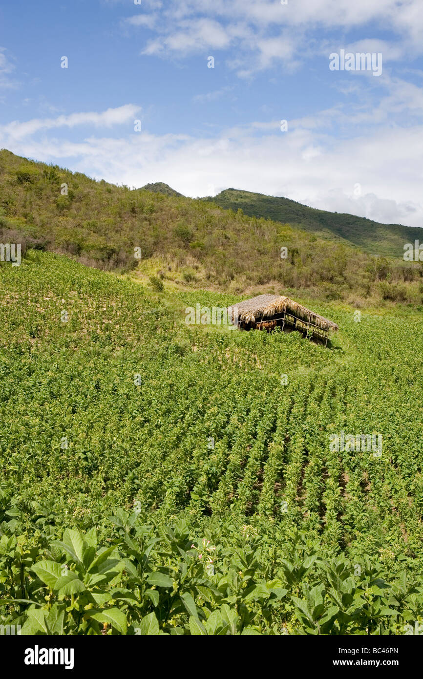 Repubblica Dominicana - Centro - Il Cibao - Valle del tabacco - Plantation Foto Stock