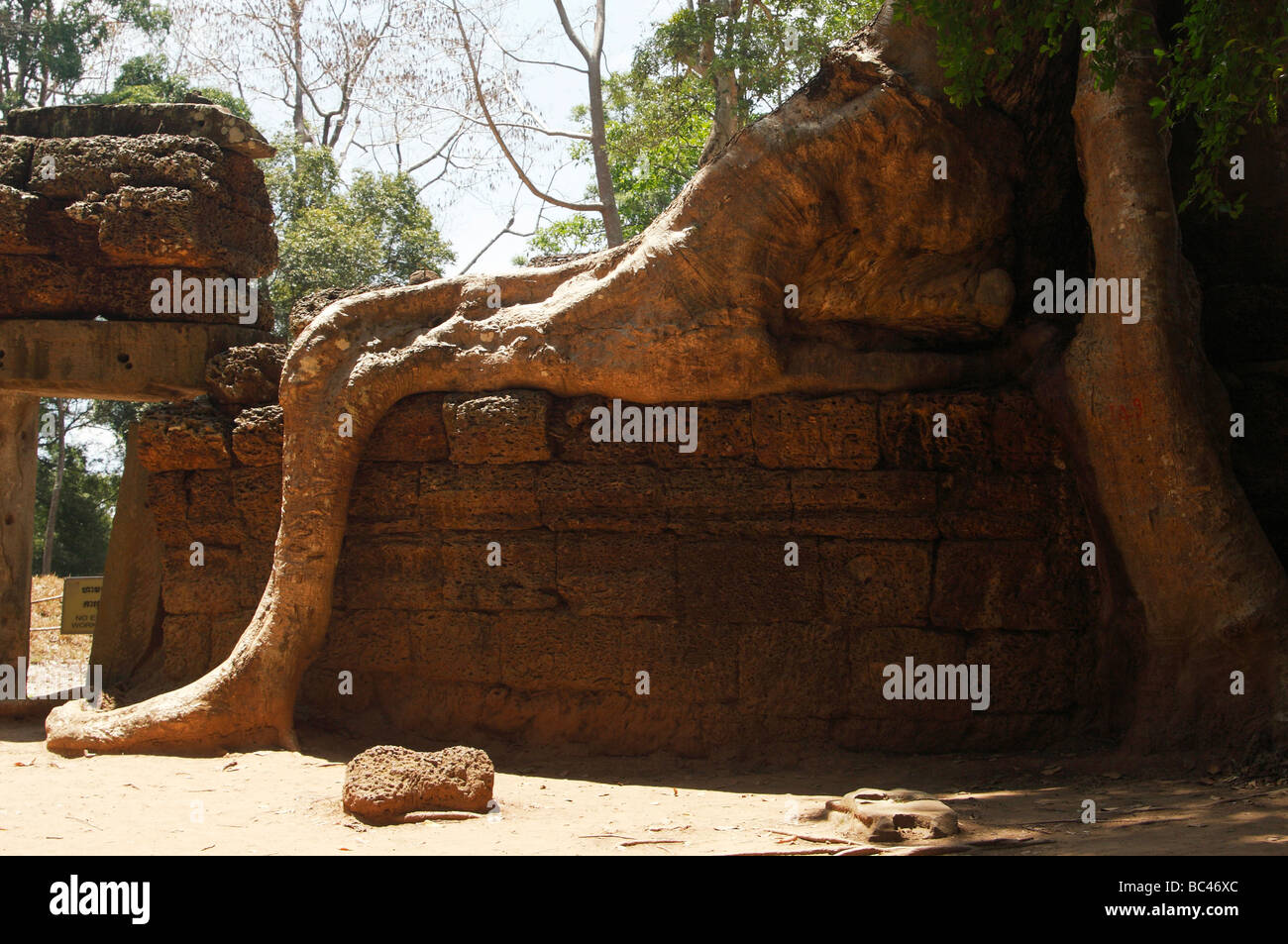 Kapok tree root aumentano di oltre il muro dell' Ta Prohm' rovine di templi, Angkor, Cambogia Foto Stock