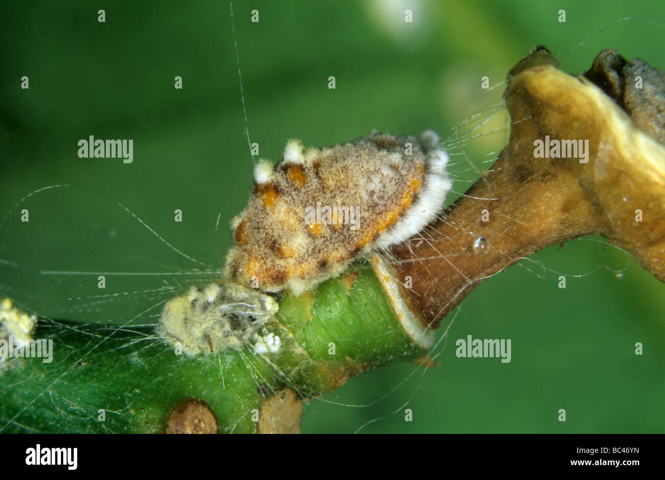 Cottony scala cuscino Icerya purchasi adulti infettati con un fungo entomopathogenic Foto Stock