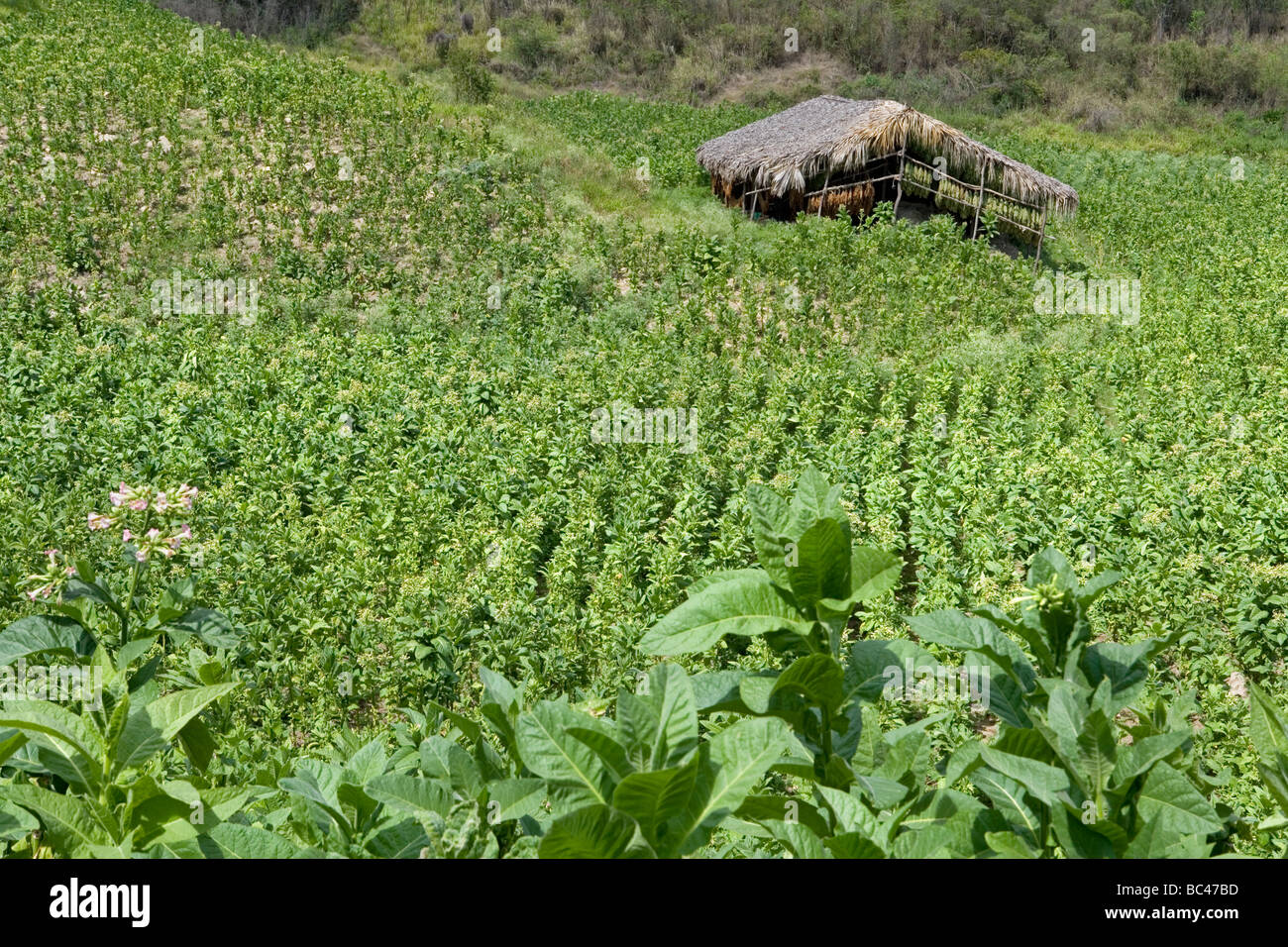 Repubblica Dominicana - Centro - Il Cibao - Valle del tabacco - Plantation Foto Stock