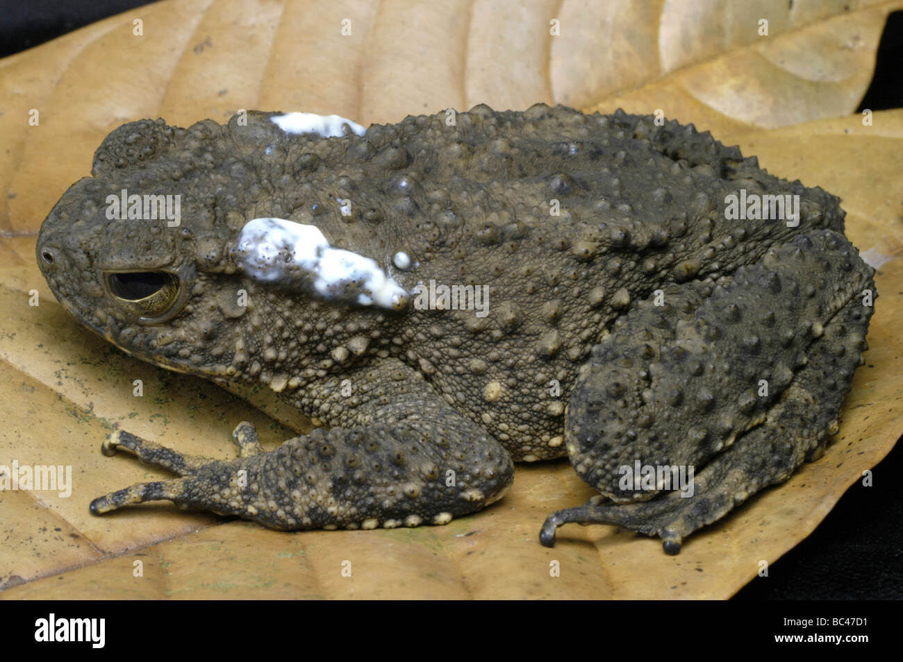 Fiume gigante, Toad Bufo juxtasper Foto Stock