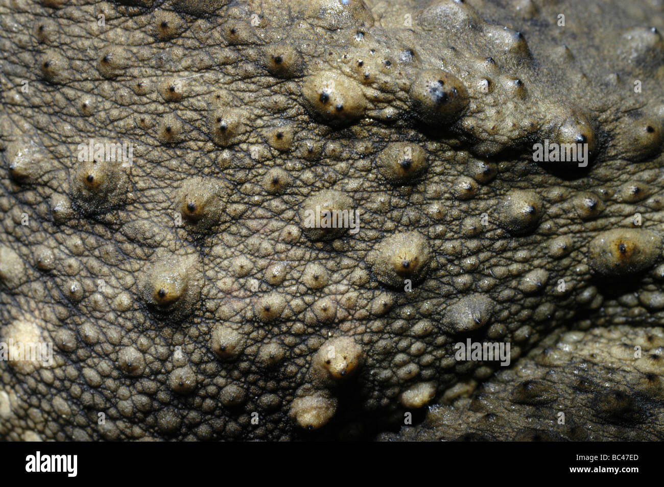 Dettaglio pelle del fiume gigante, Toad Bufo juxtasper Foto Stock