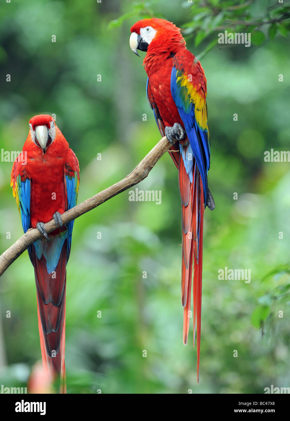 Coniugata coppia di scarlet macaws sul ramo di un albero, Drake Bay, Costa Rica, america latina Foto Stock