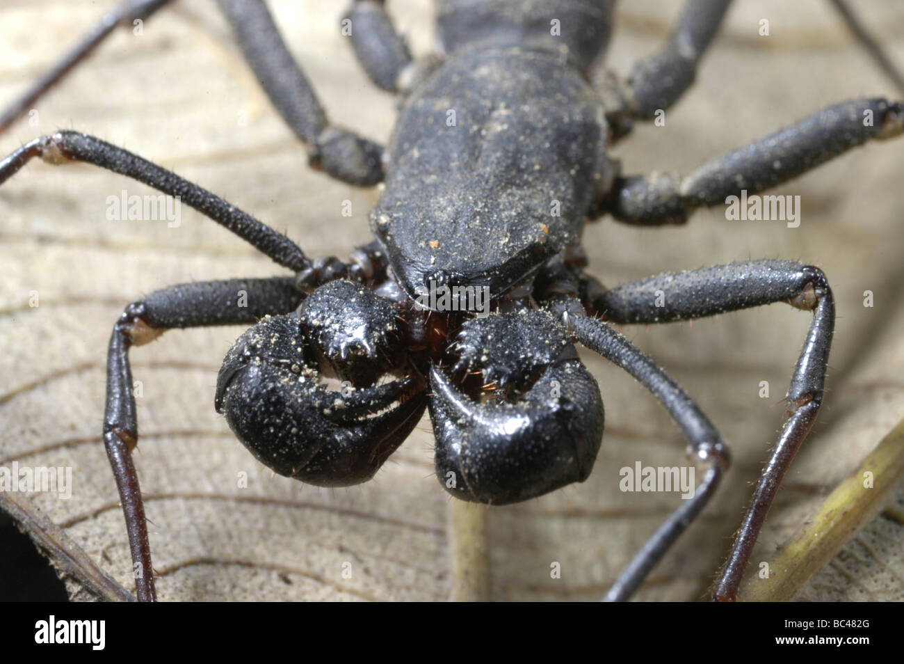 Frustino Scorpion close up del viso, testa, artigli e parti di bocca Foto Stock