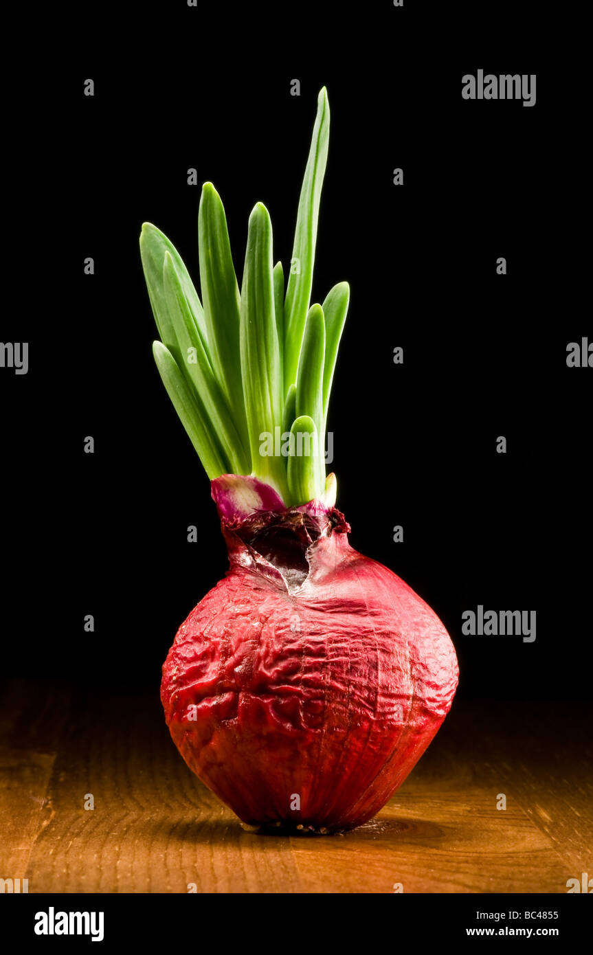 Bulbo della cipolla - rosso e fresco Foto Stock