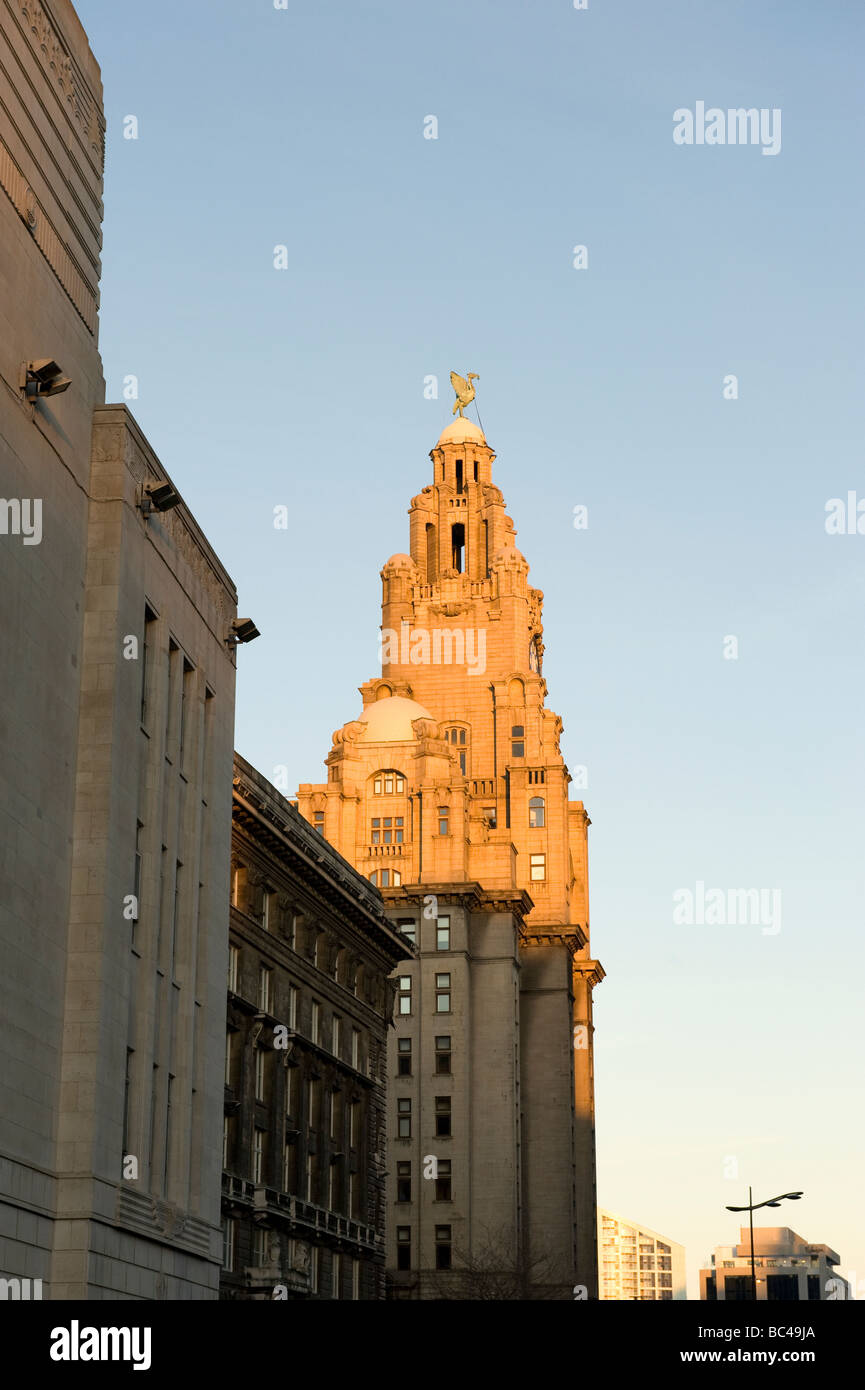 Royal Liver Building illuminato di colore dorato al tramonto contro il cielo blu in Liverpool Regno Unito Foto Stock
