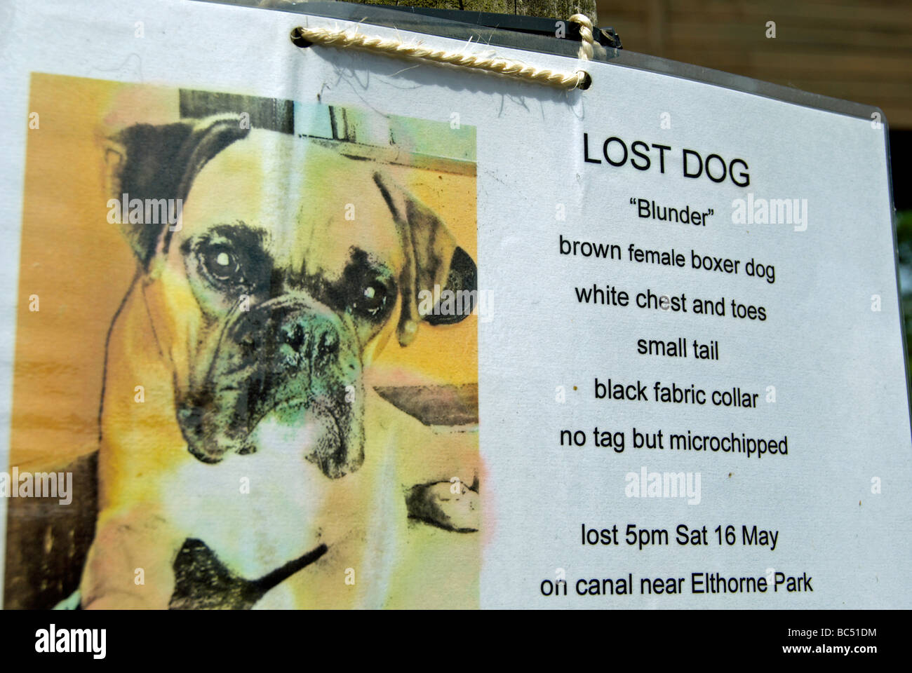 Poster fatti a mano per mancanza cane, un boxer femmina, dal Grand Union Canal sentiero a Brentford, Londra, Inghilterra Foto Stock