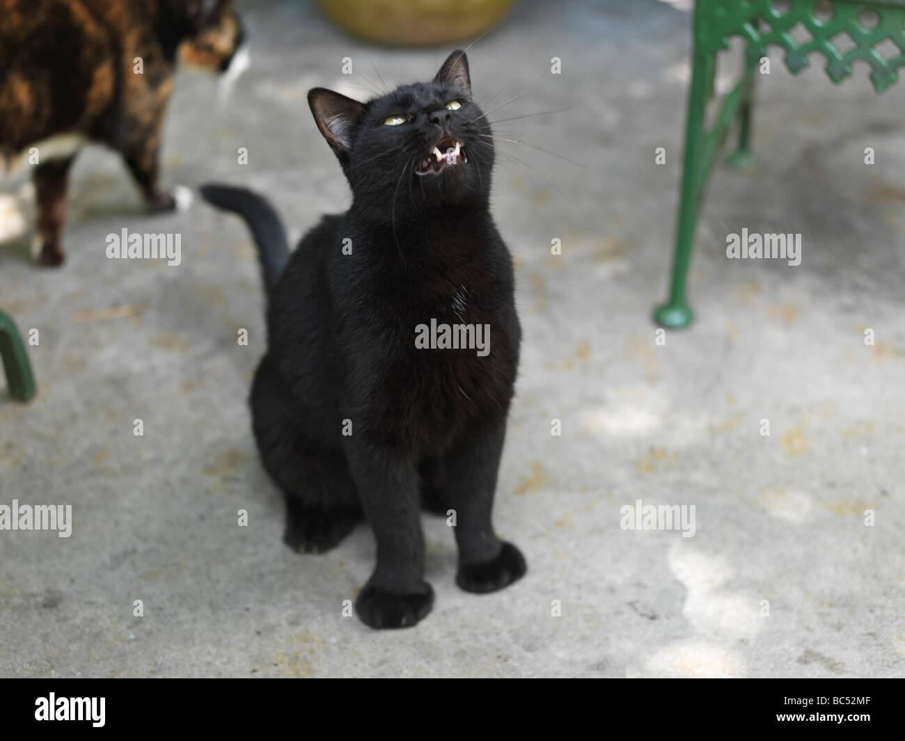 Ernest Hemingway House di Key West,famoso sei toed gatti Foto Stock