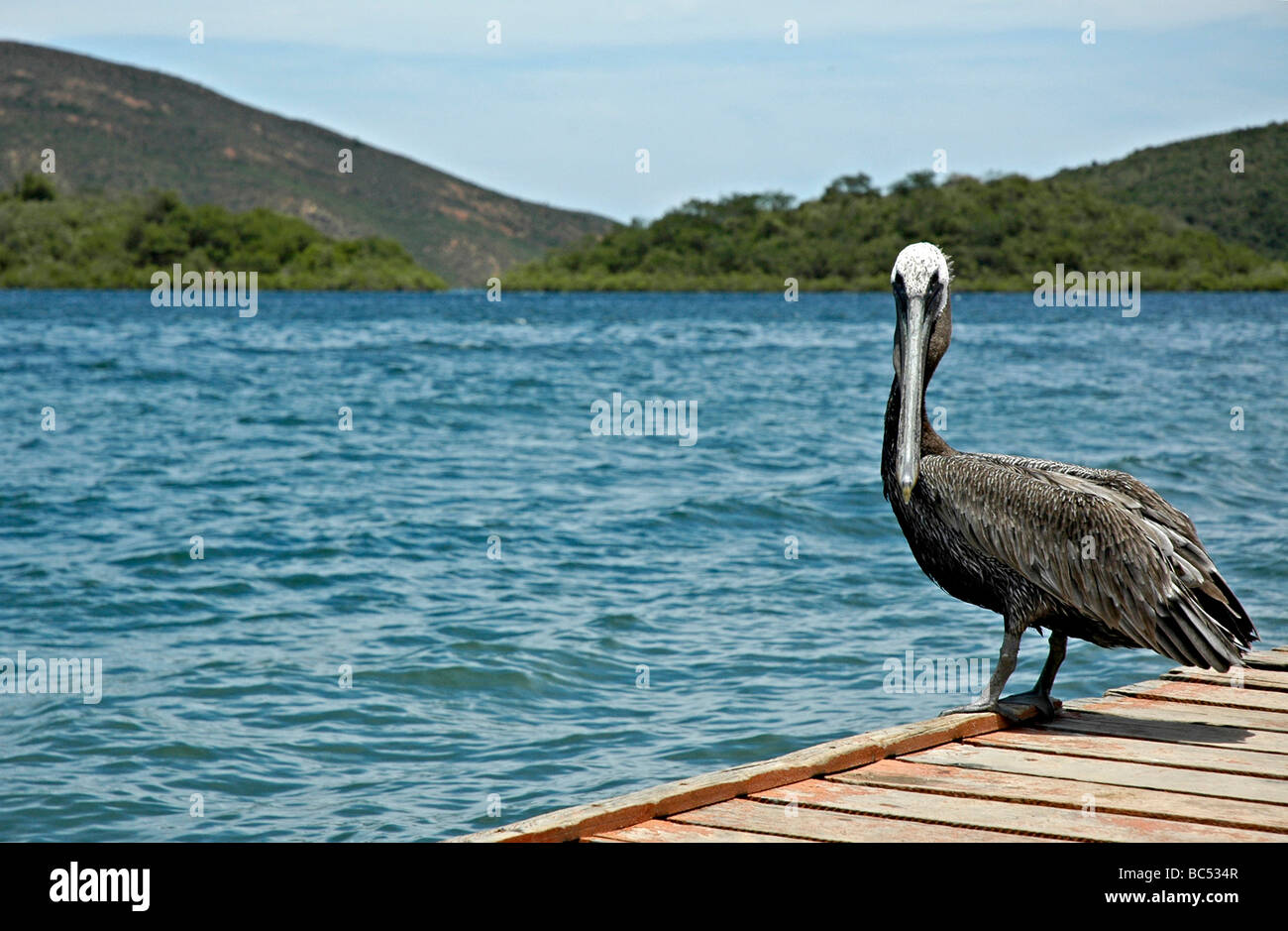 Un pellicano guardando la telecamera. Foto Stock