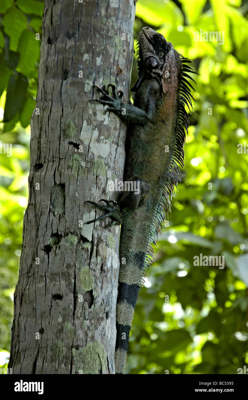 Iguana. Mochima, Venezuela. Foto Stock