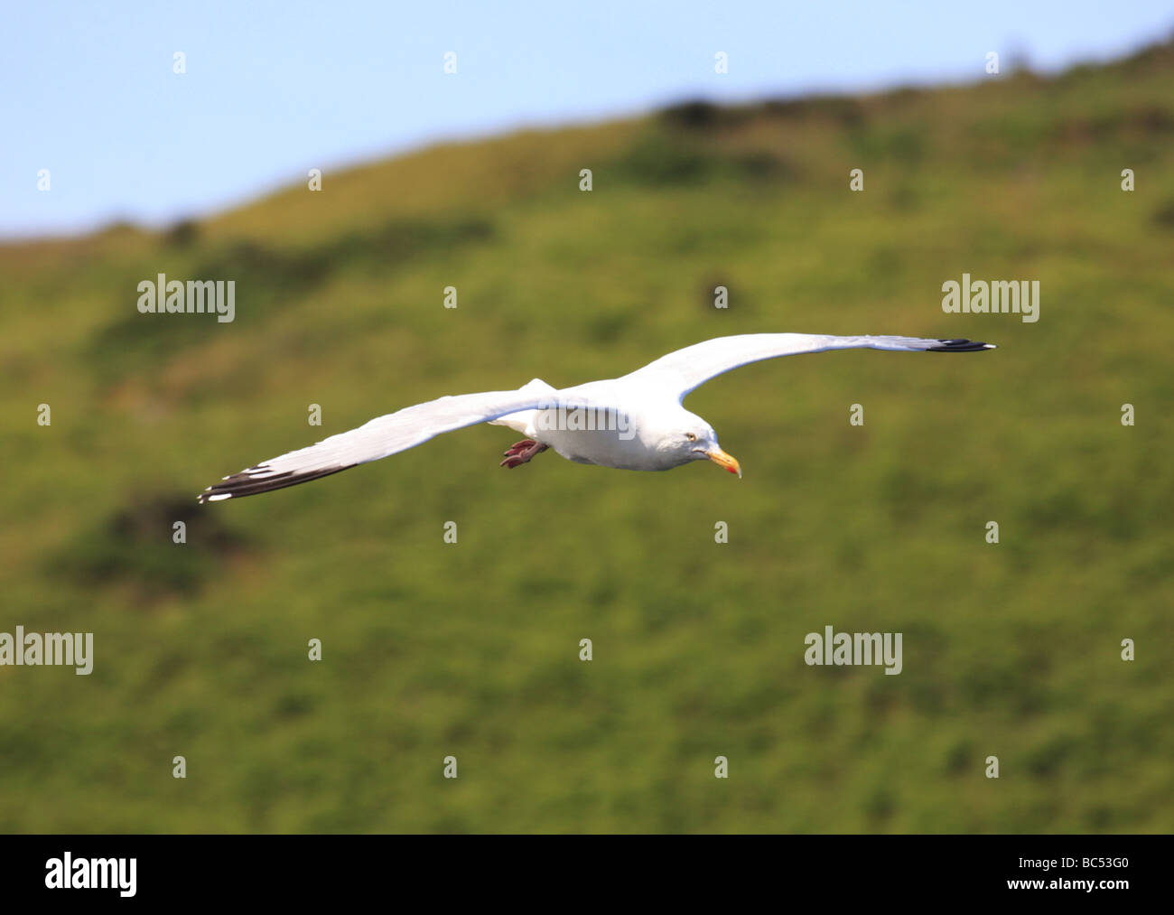 Herring Gull Larus argentatus in volo Cornwall Regno Unito Foto Stock