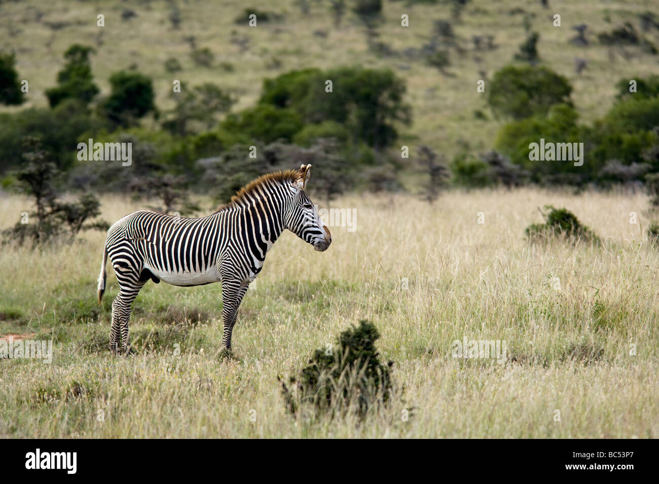 Di Grevy Zebra - El Karama Riserva Privata - distretto di Laikipia, Kenya Foto Stock