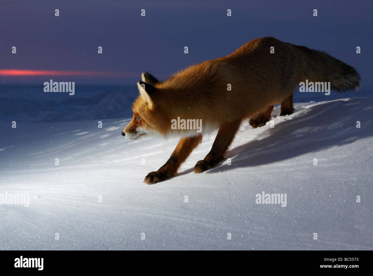 Red Fox nel crepuscolo . Artico, Kolguev Island, il Mare di Barents, Russia. Foto Stock