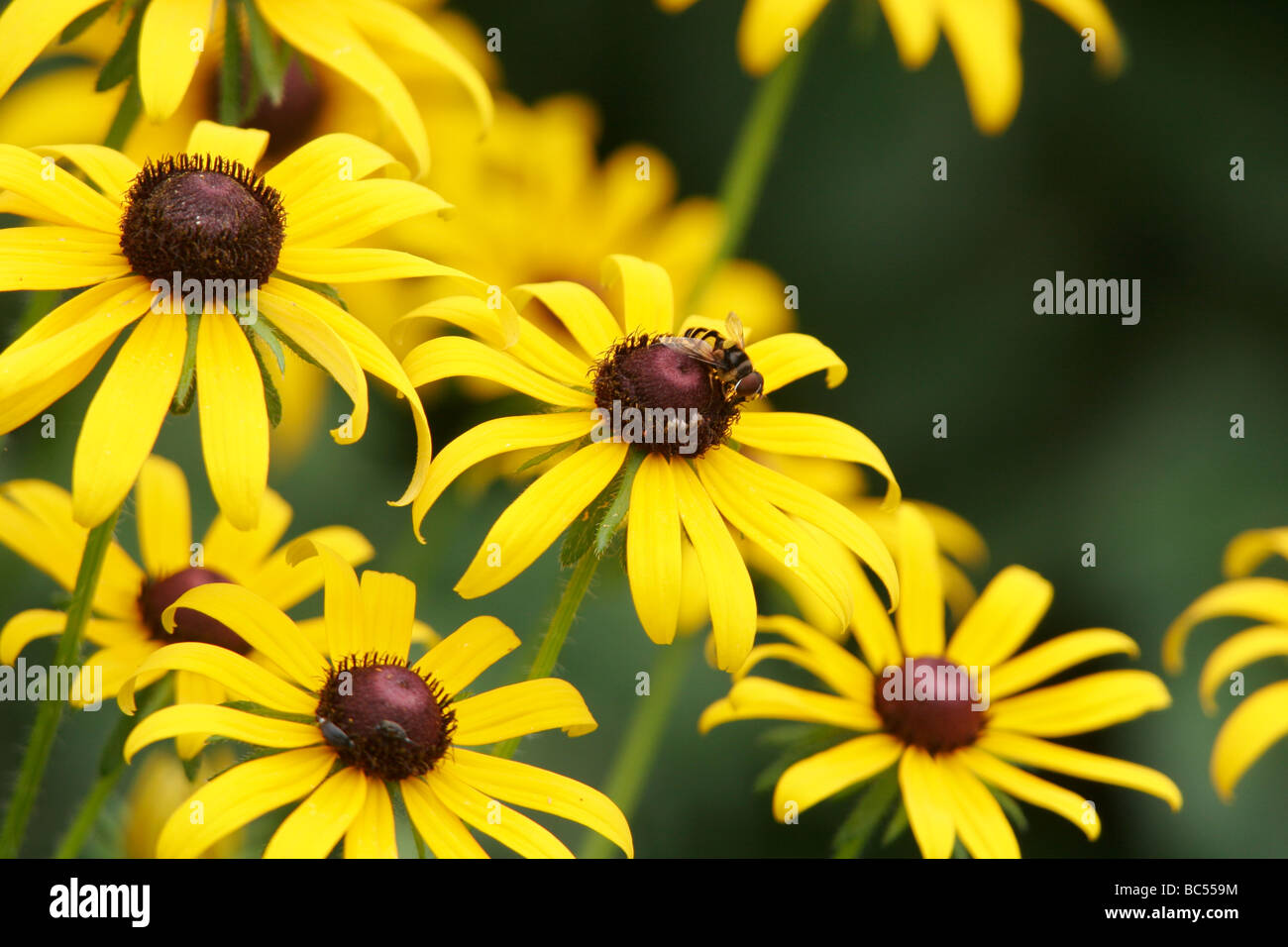 Black-eyed Susan (Rudbeckia hirta) fiori in Powhatan,Virginia Foto Stock