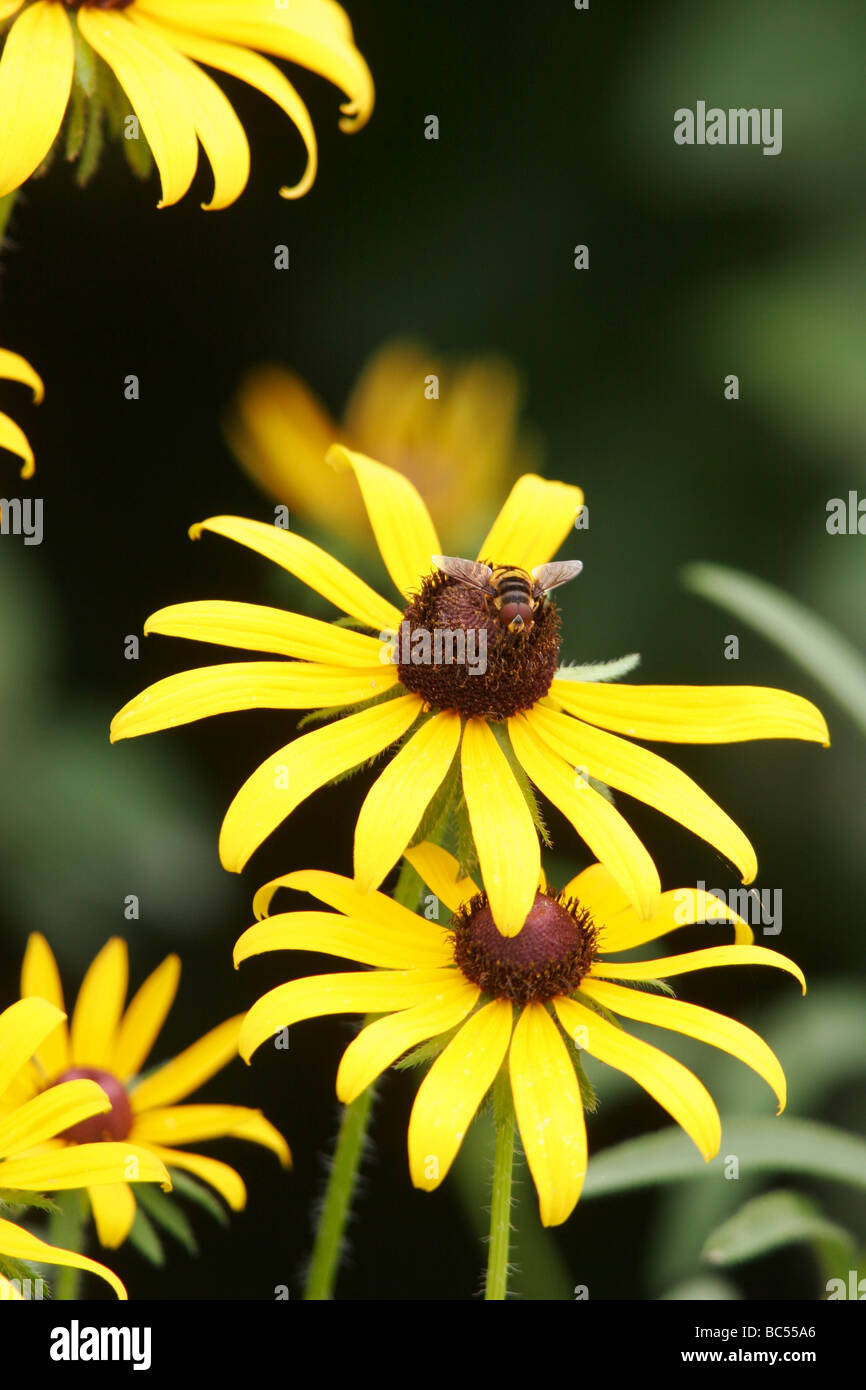 Black-eyed Susan (Rudbeckia hirta) fiori in Powhatan,Virginia Foto Stock