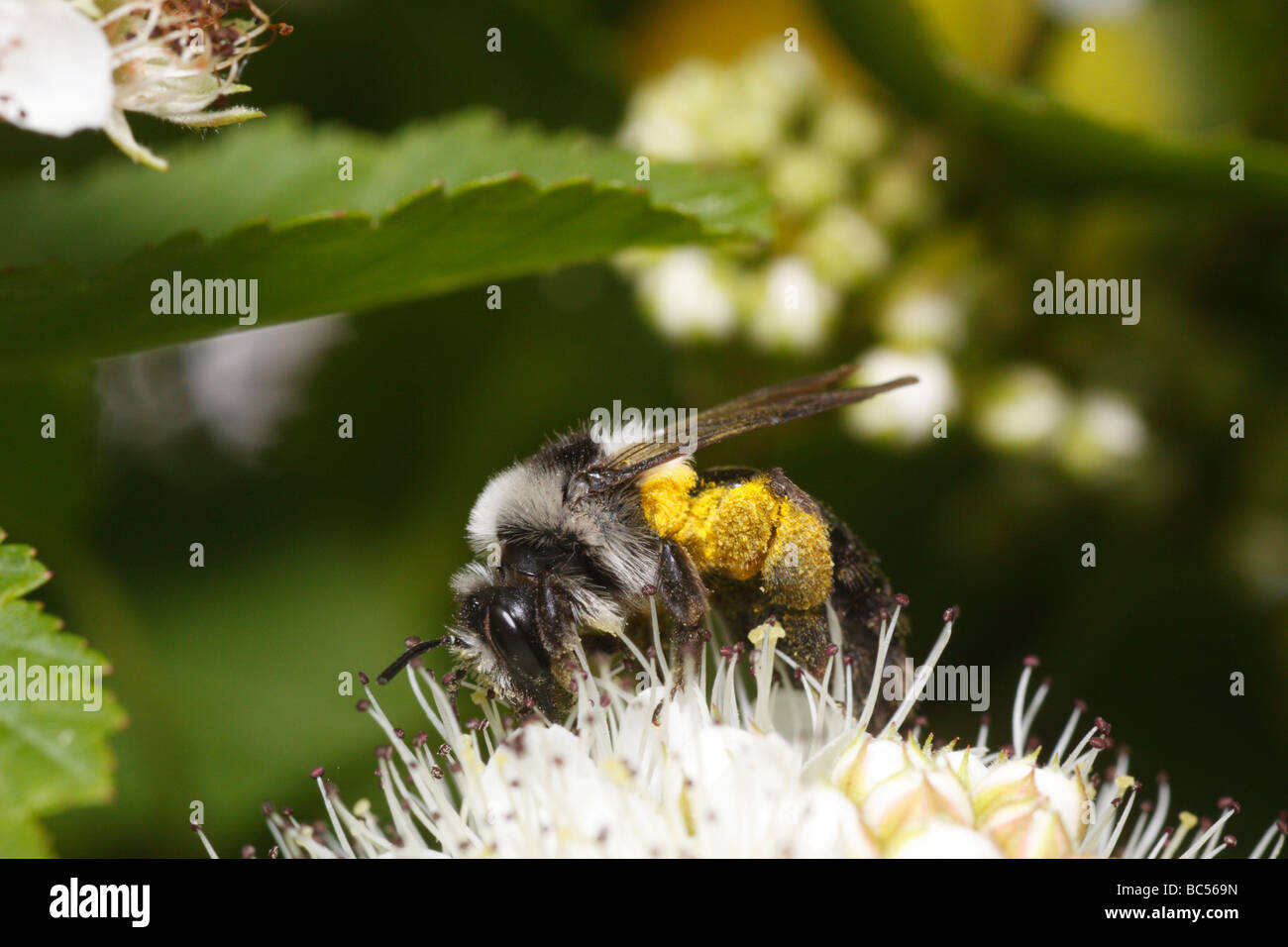 Andrena cineraria, una wild bee, alimentando sui fiori Foto Stock