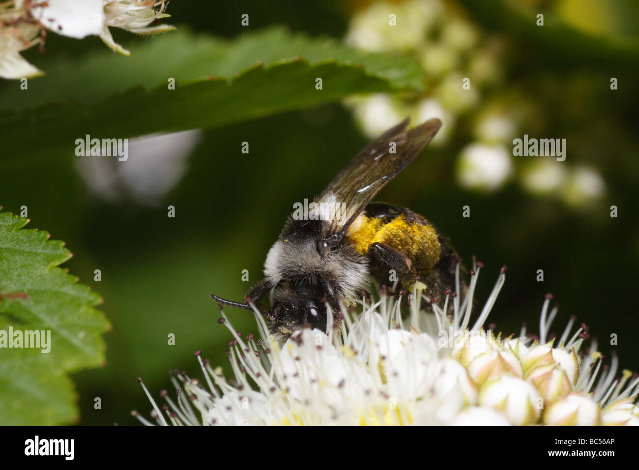 Andrena cineraria, una wild bee, alimentando sui fiori Foto Stock