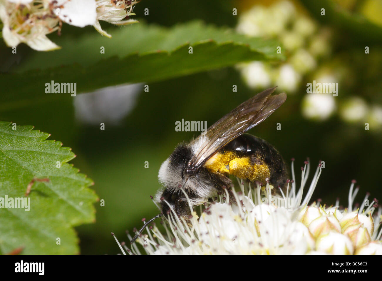 Andrena cineraria, una wild bee, alimentando sui fiori Foto Stock