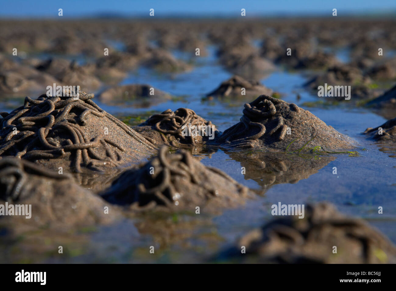 Lugworm arenicola marina getta sulle velme in Strangford Lough contea di Down Irlanda del Nord Regno Unito Foto Stock