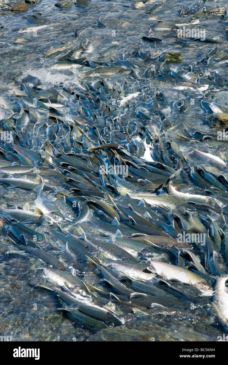Salmoni di tentare di spostare a monte vicino a Salomone Gulch vivaio ittico di Prince William Sound Alaska Foto Stock