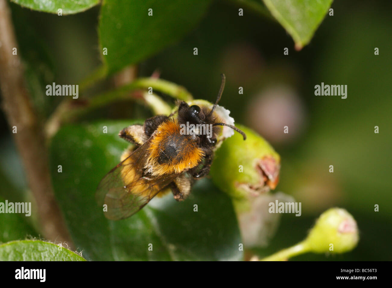 Andrena fulva (Bruno Mining Bee). I capelli rossi ha quasi usurato, questo era tardi nella stagione. Foto Stock