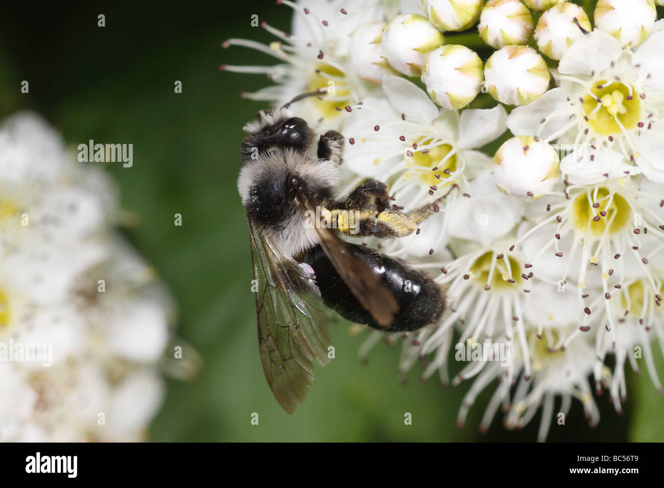 Andrena cineraria, una wild bee, alimentando sui fiori Foto Stock