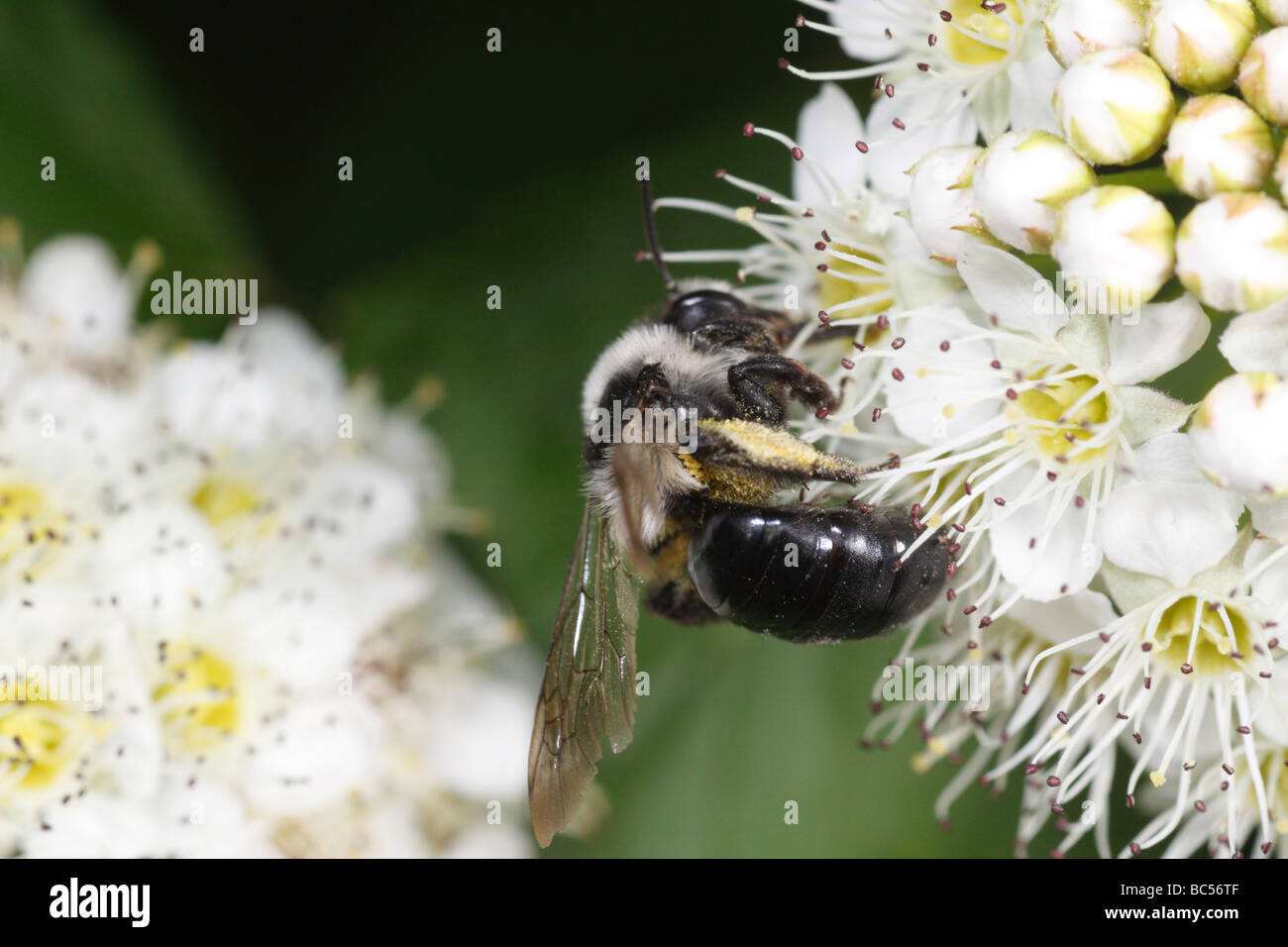 Andrena cineraria, una wild bee, alimentando sui fiori Foto Stock