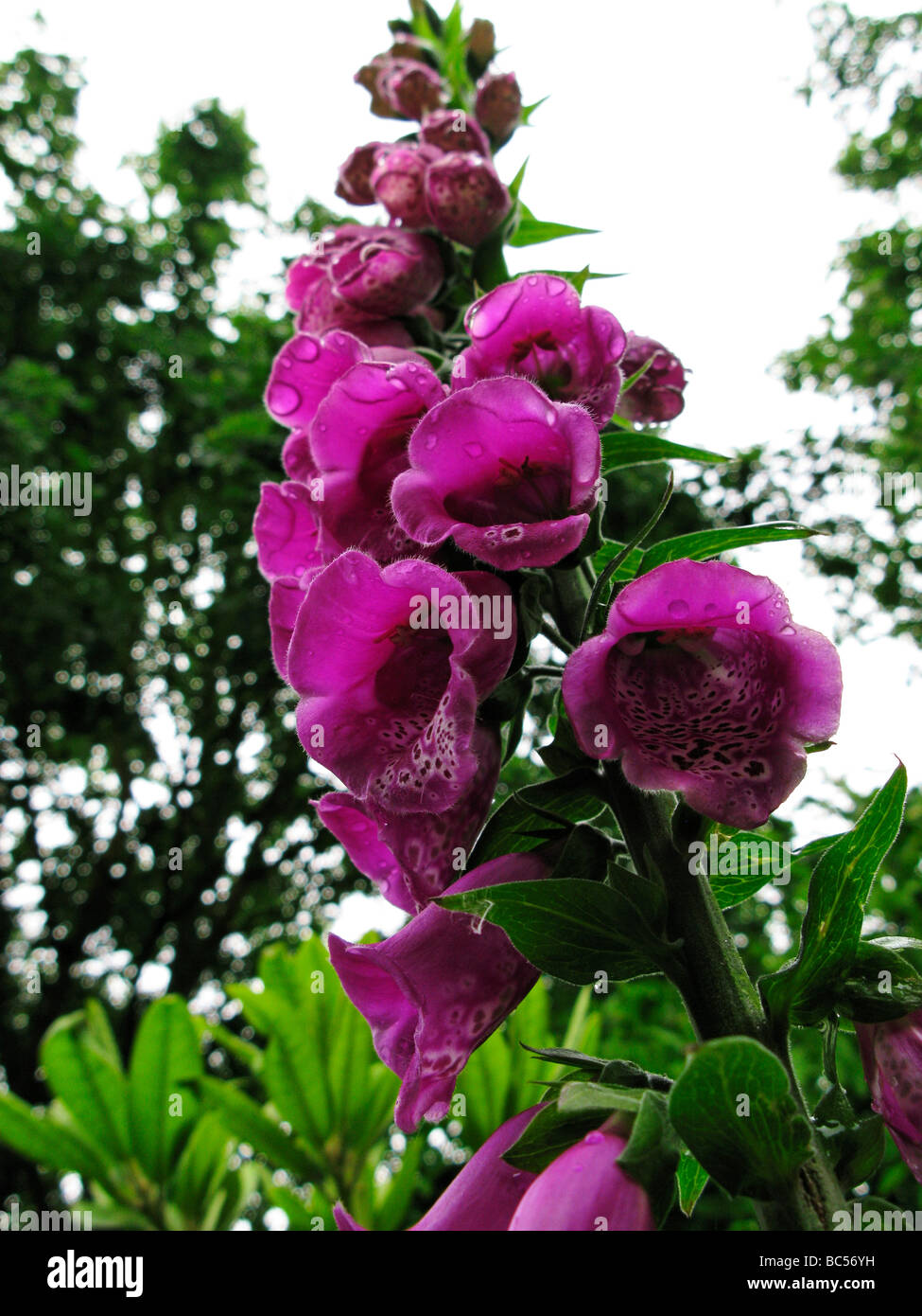 Foxglove comune Digitalis purpurea viola Foxglove guanto signora Foto Stock