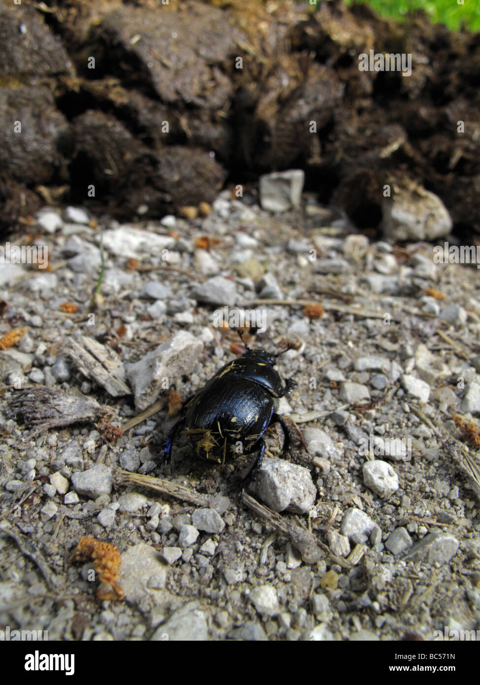 Dor beetle avvicinandosi ad un mucchio di letame equino. (Geotrupes stercorarius o Anoplotrupes stercorosus) Foto Stock
