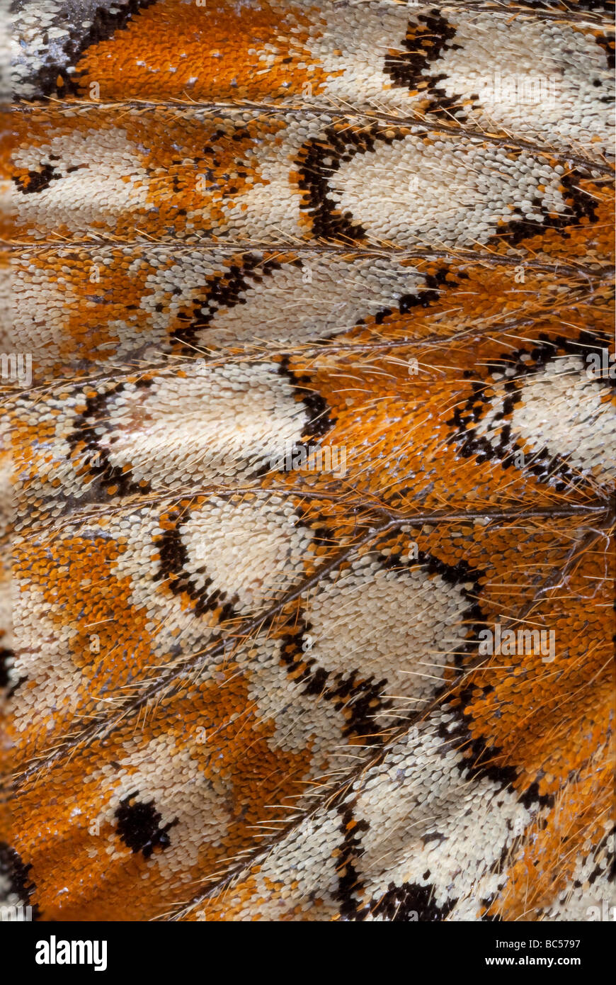 Marsh Fritillary butterfly: Euphrydryas aurinia. Primo piano dell'ala mostra pattern di scale Foto Stock