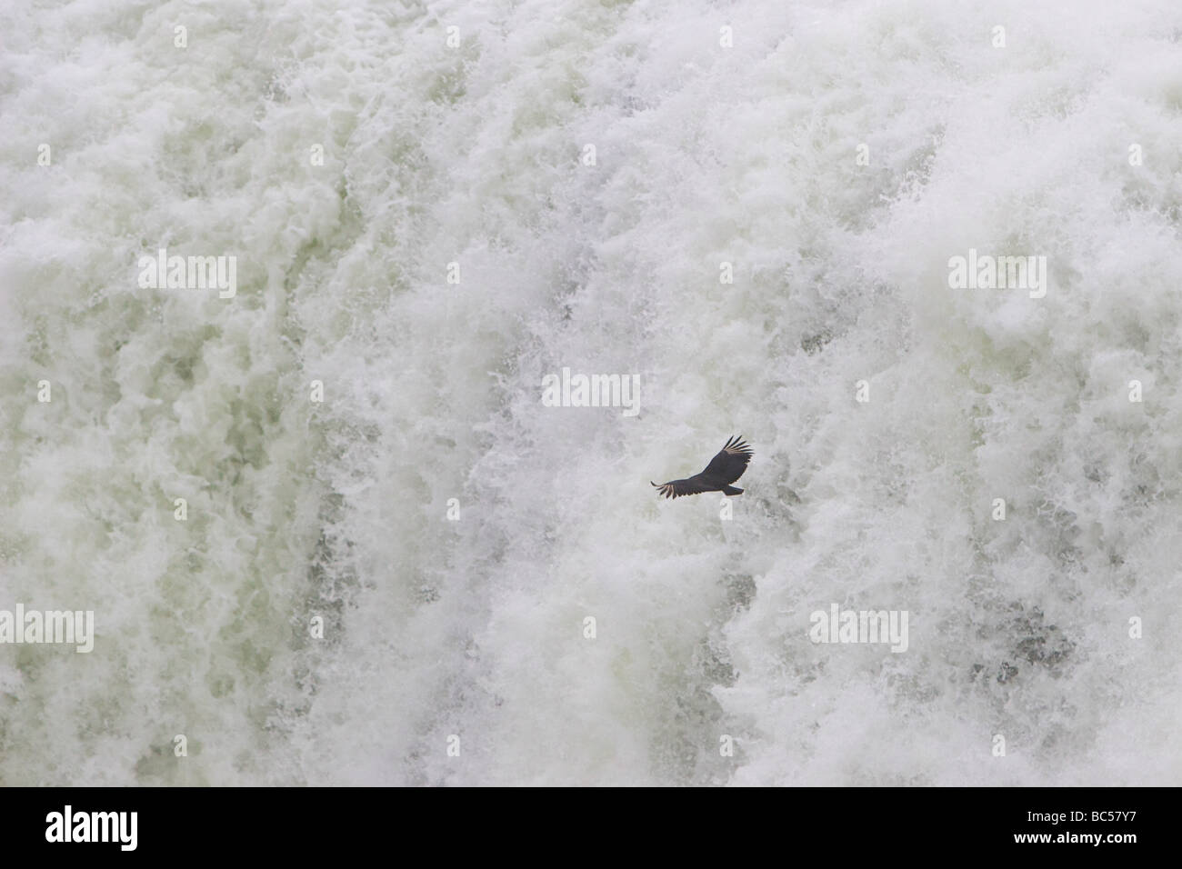 Un Americano di avvoltoio nero scivola oltre la Gola del Diavolo (cascata Garganta del Diablo, Garganta do Diabo) a Iguazu Falls. Foto Stock