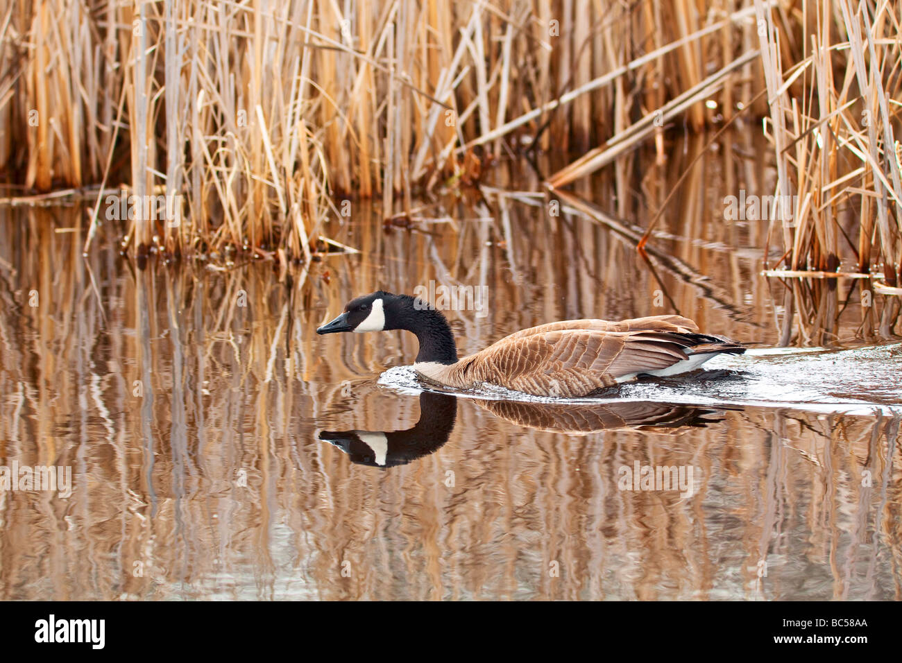 Canada Goose, erboso si restringe Marsh, Hecla Isola Parco Provinciale, Manitoba, Canada. Foto Stock