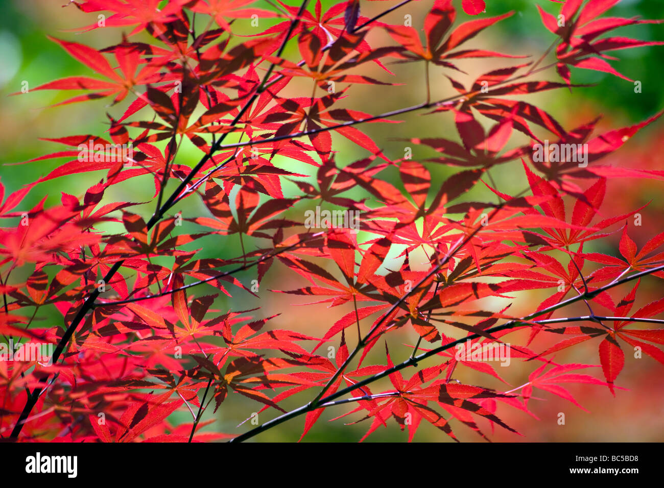 Foglie rosse sono visibili su un albero Foto Stock