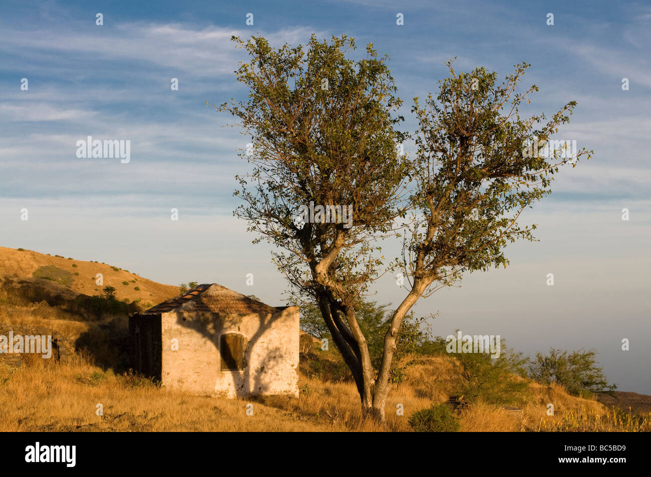 Piccolo rovina e albero Fogo Cabo Verde in Africa Foto Stock