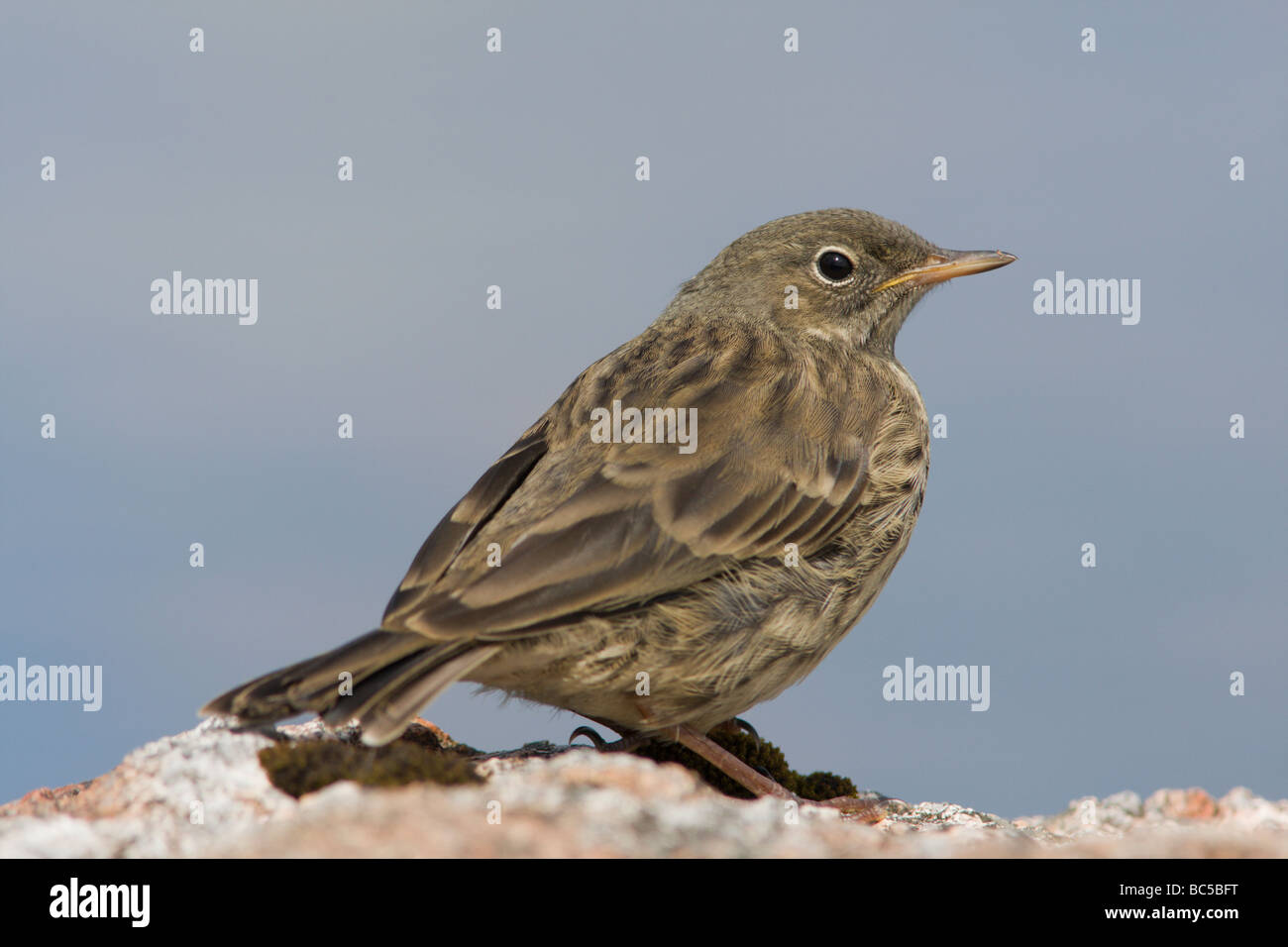 Un Rock Pipit (Anthus petrosus) sul bordo del Loch di Frangord, Esha Ness, Shetland. Foto Stock